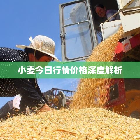 小麦今日行情价格深度解析