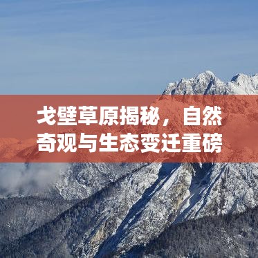 戈壁草原揭秘，自然奇观与生态变迁重磅报道