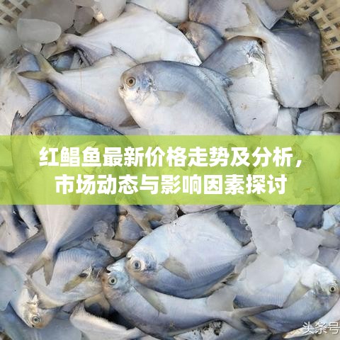 红鲳鱼最新价格走势及分析，市场动态与影响因素探讨