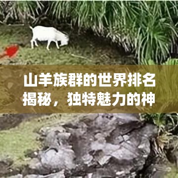 山羊族群的世界排名揭秘，独特魅力的神秘探寻之旅