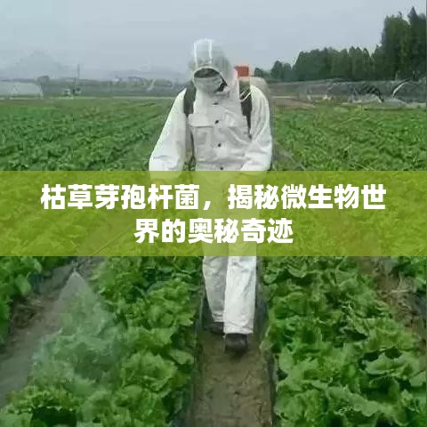 枯草芽孢杆菌，揭秘微生物世界的奥秘奇迹