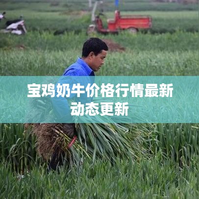 宝鸡奶牛价格行情最新动态更新