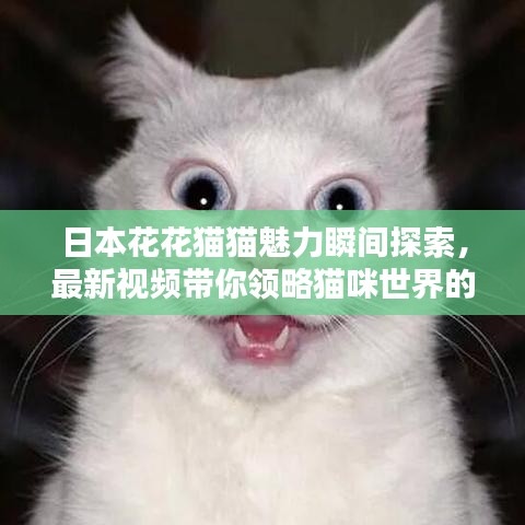 日本花花猫猫魅力瞬间探索，最新视频带你领略猫咪世界的精彩！