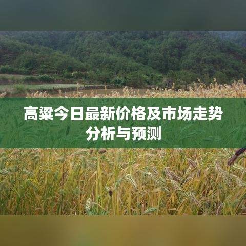 高粱今日最新价格及市场走势分析与预测