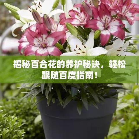 揭秘百合花的养护秘诀，轻松跟随百度指南！