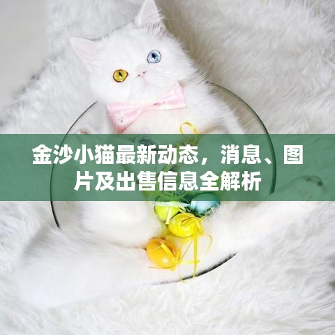 金沙小猫最新动态，消息、图片及出售信息全解析