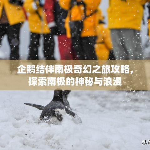 企鹅结伴南极奇幻之旅攻略，探索南极的神秘与浪漫