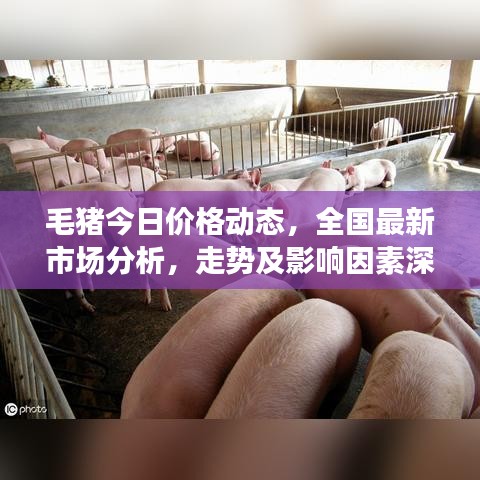 毛猪今日价格动态，全国最新市场分析，走势及影响因素深度解读