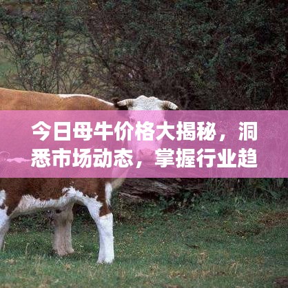 今日母牛价格大揭秘，洞悉市场动态，掌握行业趋势