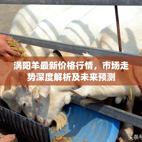 涡阳羊最新价格行情，市场走势深度解析及未来预测