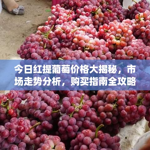 今日红提葡萄价格大揭秘，市场走势分析，购买指南全攻略！