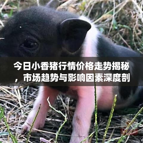 今日小香猪行情价格走势揭秘，市场趋势与影响因素深度剖析