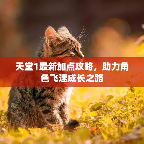 天堂1最新加点攻略，助力角色飞速成长之路