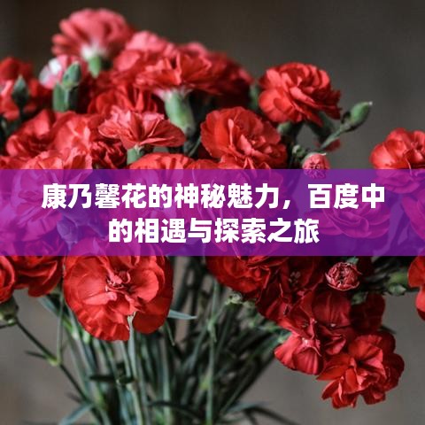 康乃馨花的神秘魅力，百度中的相遇与探索之旅
