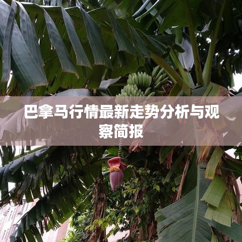 巴拿马行情最新走势分析与观察简报