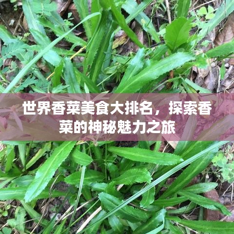 世界香菜美食大排名，探索香菜的神秘魅力之旅