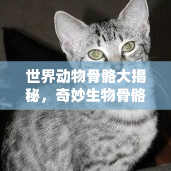 世界动物骨骼大揭秘，奇妙生物骨骼排名与奥秘探索