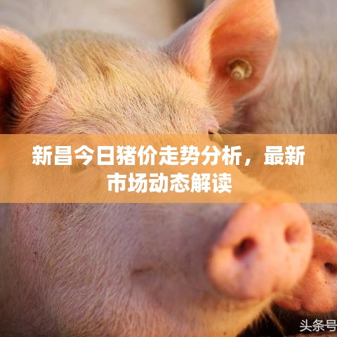 新昌今日猪价走势分析，最新市场动态解读