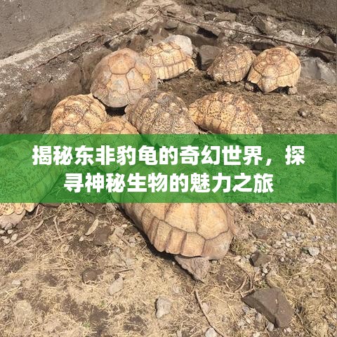 揭秘东非豹龟的奇幻世界，探寻神秘生物的魅力之旅