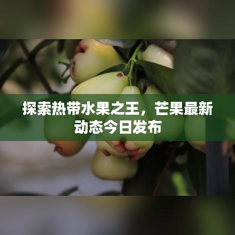 探索热带水果之王，芒果最新动态今日发布