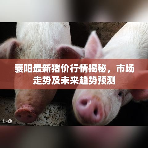 襄阳最新猪价行情揭秘，市场走势及未来趋势预测