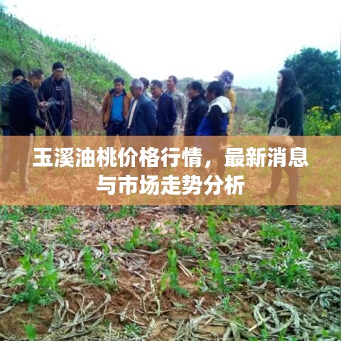 玉溪油桃价格行情，最新消息与市场走势分析