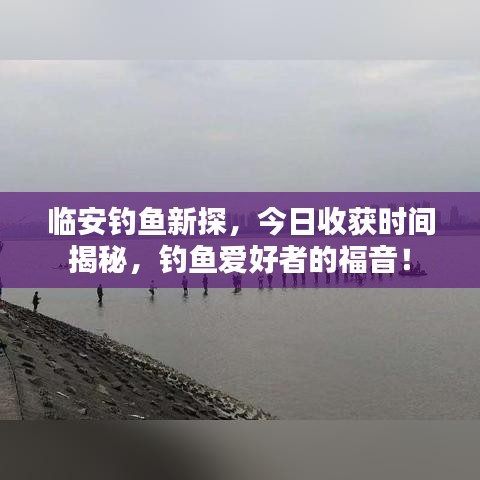 临安钓鱼新探，今日收获时间揭秘，钓鱼爱好者的福音！