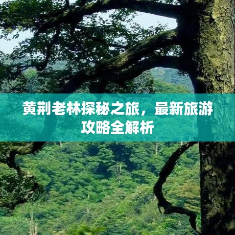 黄荆老林探秘之旅，最新旅游攻略全解析