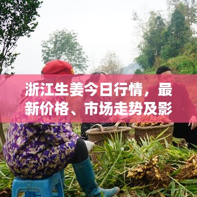 浙江生姜今日行情，最新价格、市场走势及影响因素深度解析