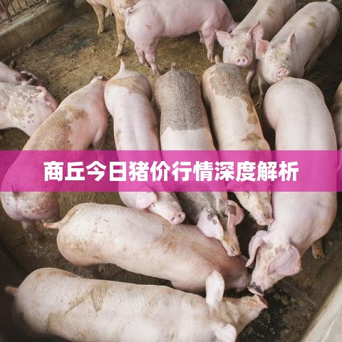 商丘今日猪价行情深度解析