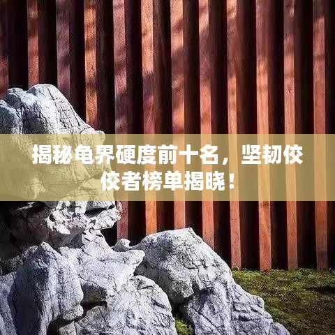 揭秘龟界硬度前十名，坚韧佼佼者榜单揭晓！