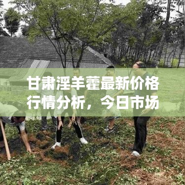 甘肃淫羊藿最新价格行情分析，今日市场动态揭秘