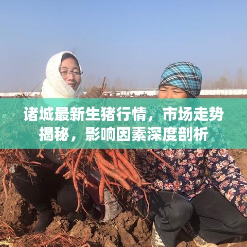 诸城最新生猪行情，市场走势揭秘，影响因素深度剖析
