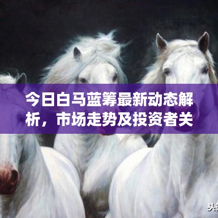 今日白马蓝筹最新动态解析，市场走势及投资者关注焦点