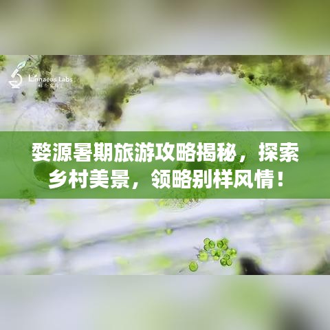 婺源暑期旅游攻略揭秘，探索乡村美景，领略别样风情！