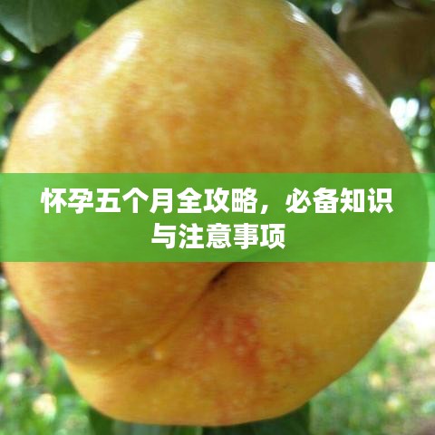 怀孕五个月全攻略，必备知识与注意事项