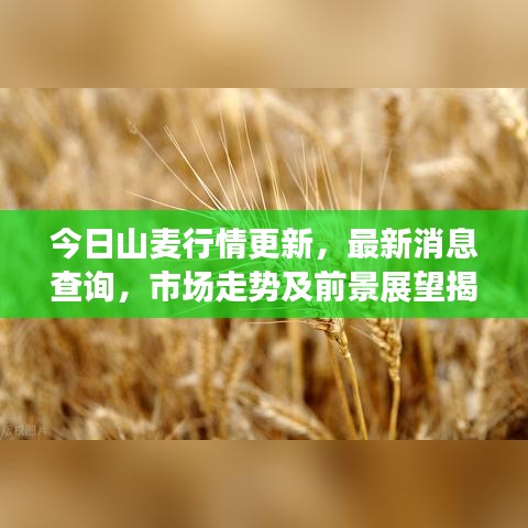 今日山麦行情更新，最新消息查询，市场走势及前景展望揭秘