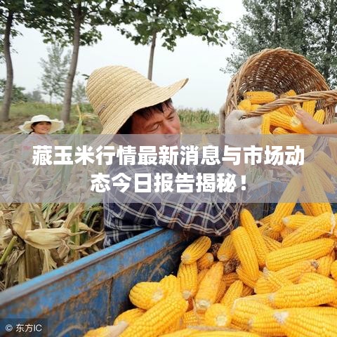 藏玉米行情最新消息与市场动态今日报告揭秘！