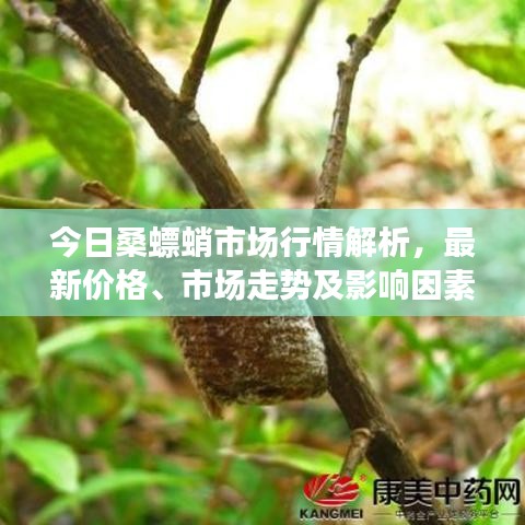 今日桑螵蛸市场行情解析，最新价格、市场走势及影响因素深度探讨