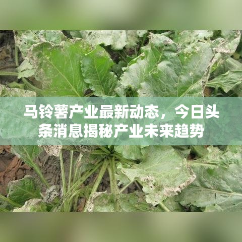 马铃薯产业最新动态，今日头条消息揭秘产业未来趋势
