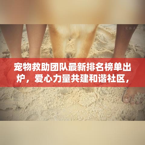 宠物救助团队最新排名榜单出炉，爱心力量共建和谐社区，快来关注！