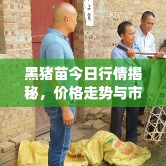 黑猪苗今日行情揭秘，价格走势与市场深度分析