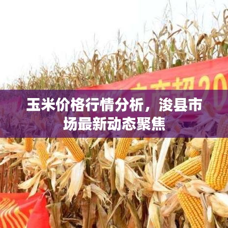 玉米价格行情分析，浚县市场最新动态聚焦