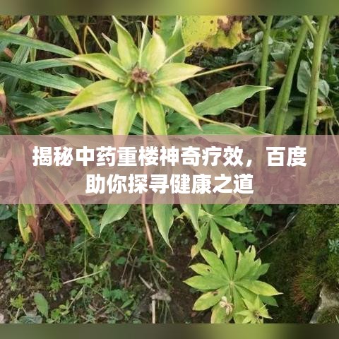 揭秘中药重楼神奇疗效，百度助你探寻健康之道