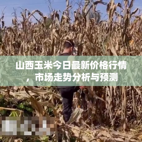 山西玉米今日最新价格行情，市场走势分析与预测