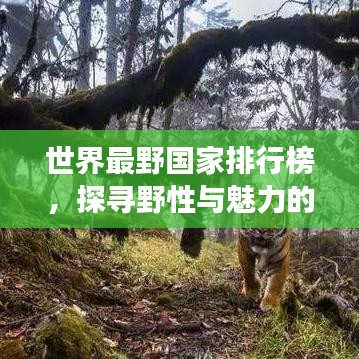 世界最野国家排行榜，探寻野性与魅力的极致国度之旅