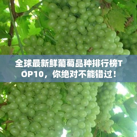 全球最新鲜葡萄品种排行榜TOP10，你绝对不能错过！