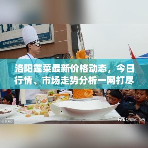 洛阳莲菜最新价格动态，今日行情、市场走势分析一网打尽！