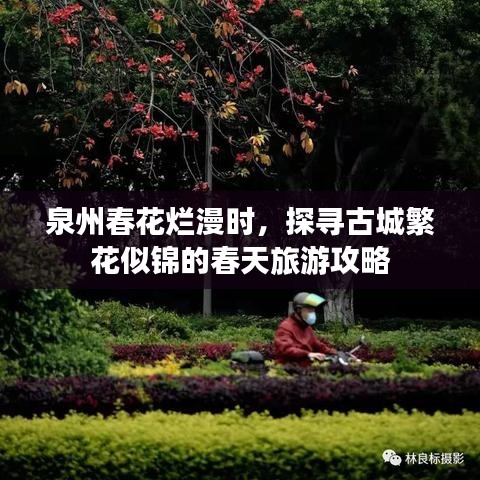 泉州春花烂漫时，探寻古城繁花似锦的春天旅游攻略