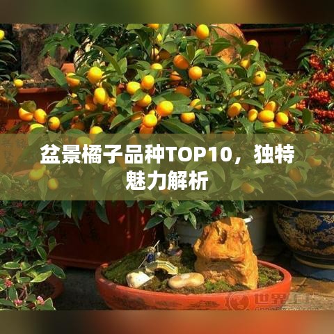 盆景橘子品种TOP10，独特魅力解析